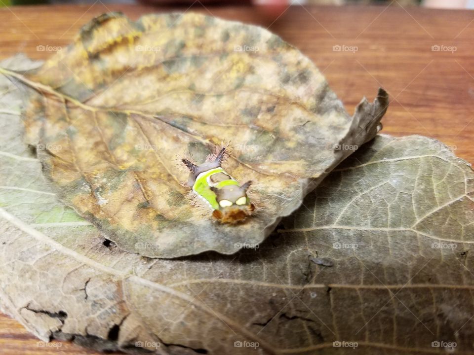 Saddleback Catepillar