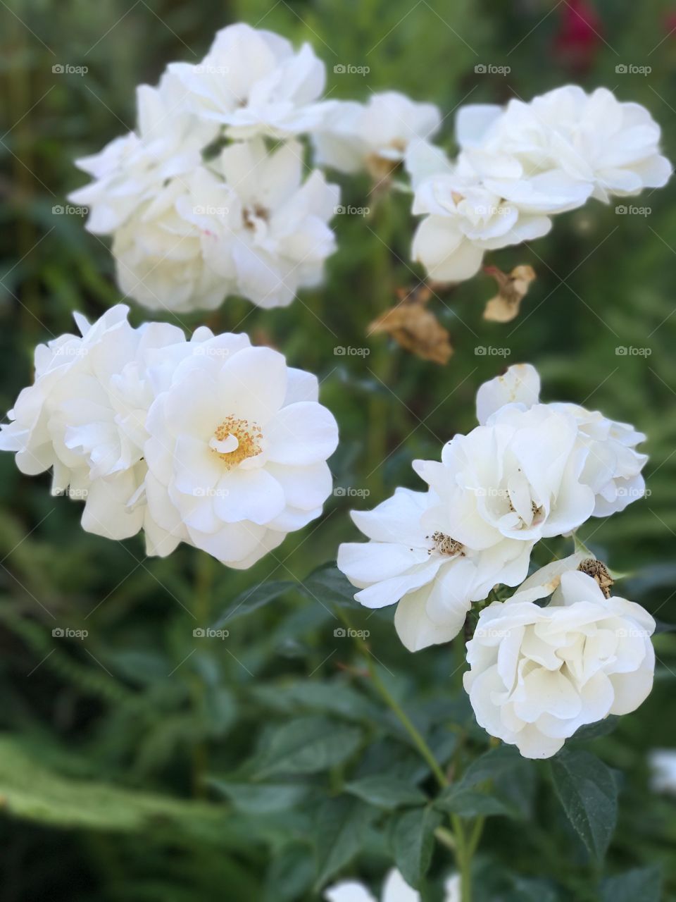 Portland Rose garden: Bunch of Roses