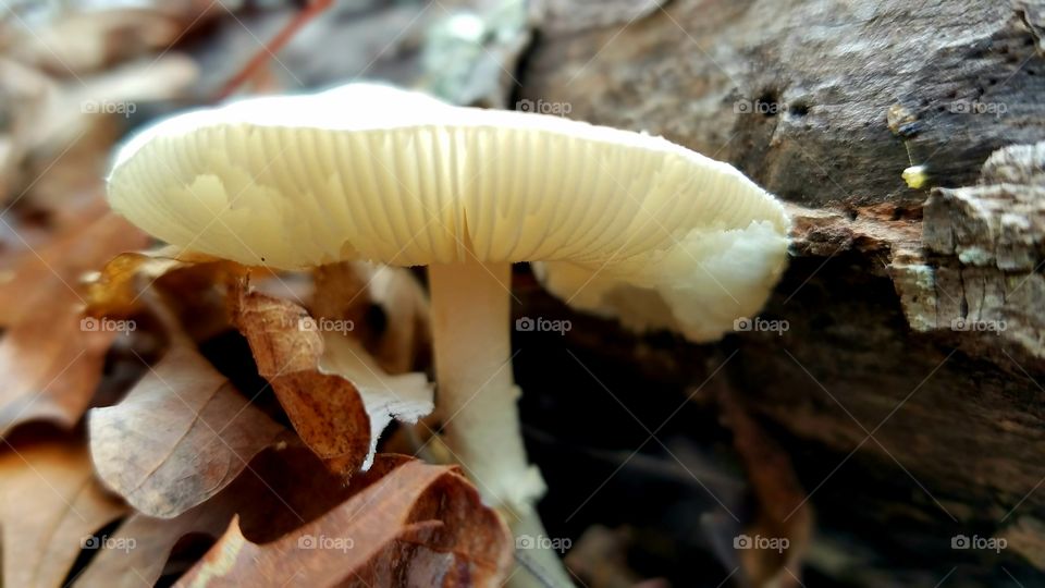 mushroom by a log and leaves