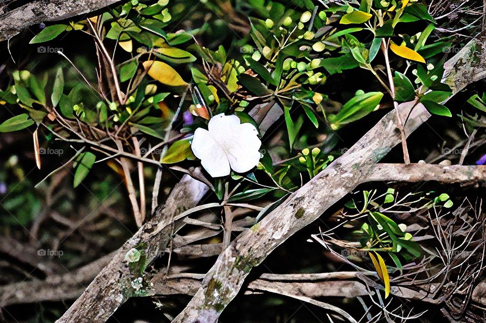 Flor perdida