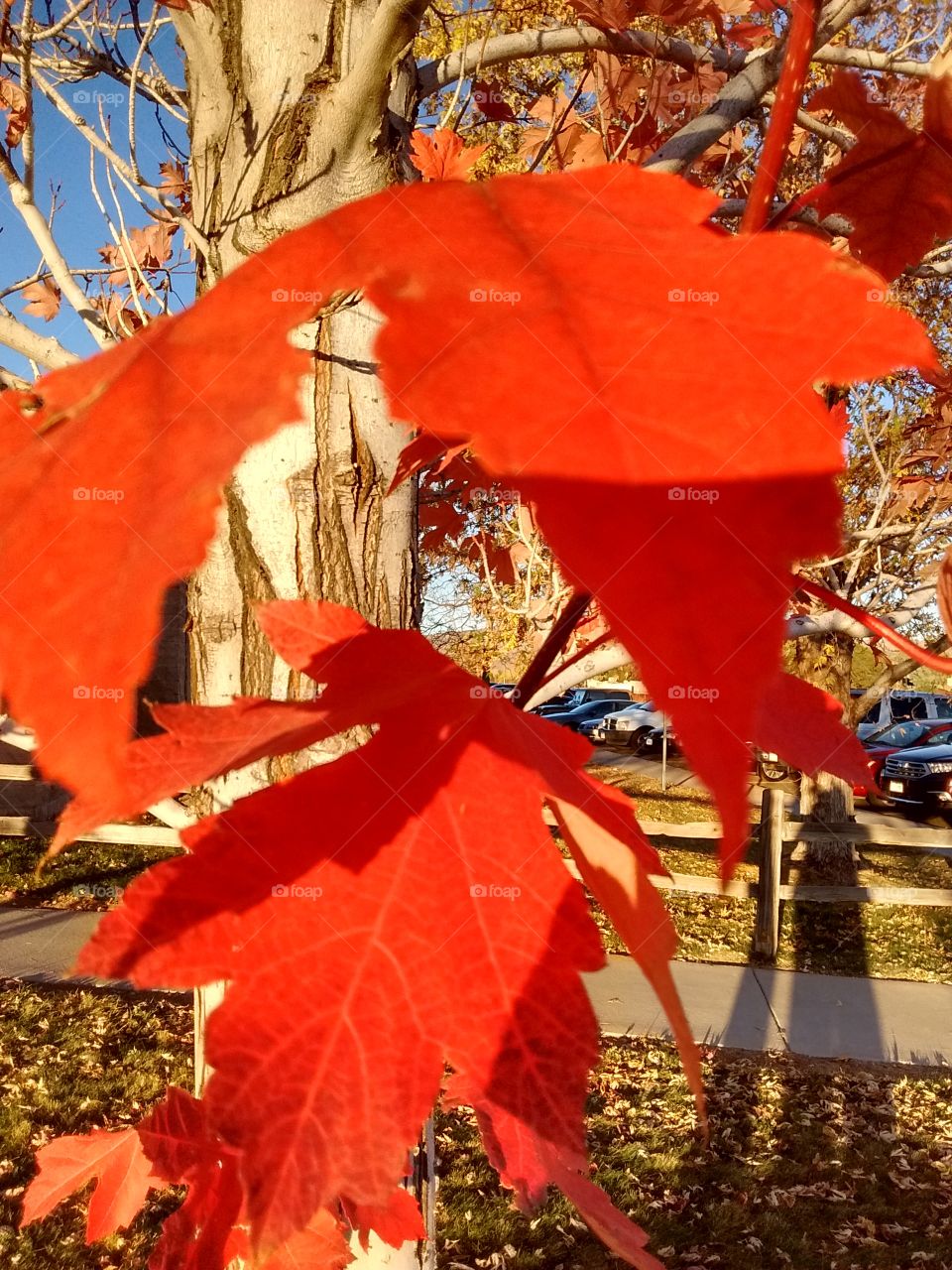 red leaves in sunlight