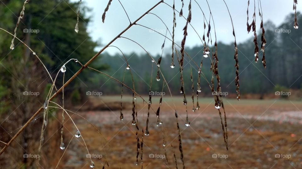 Nature, Dawn, Dew, No Person, Outdoors