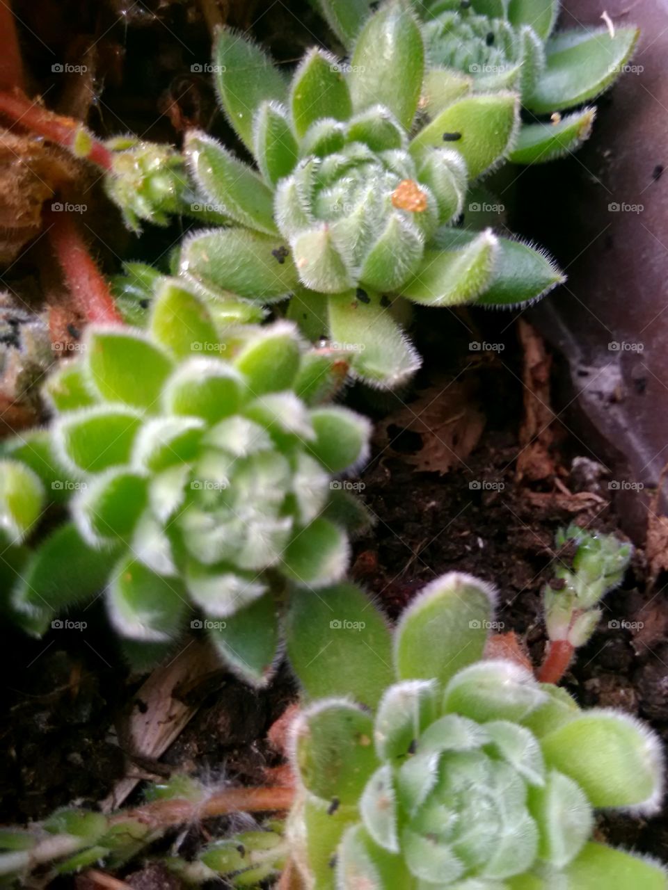 succulent