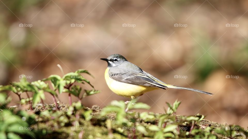 Wagtail 