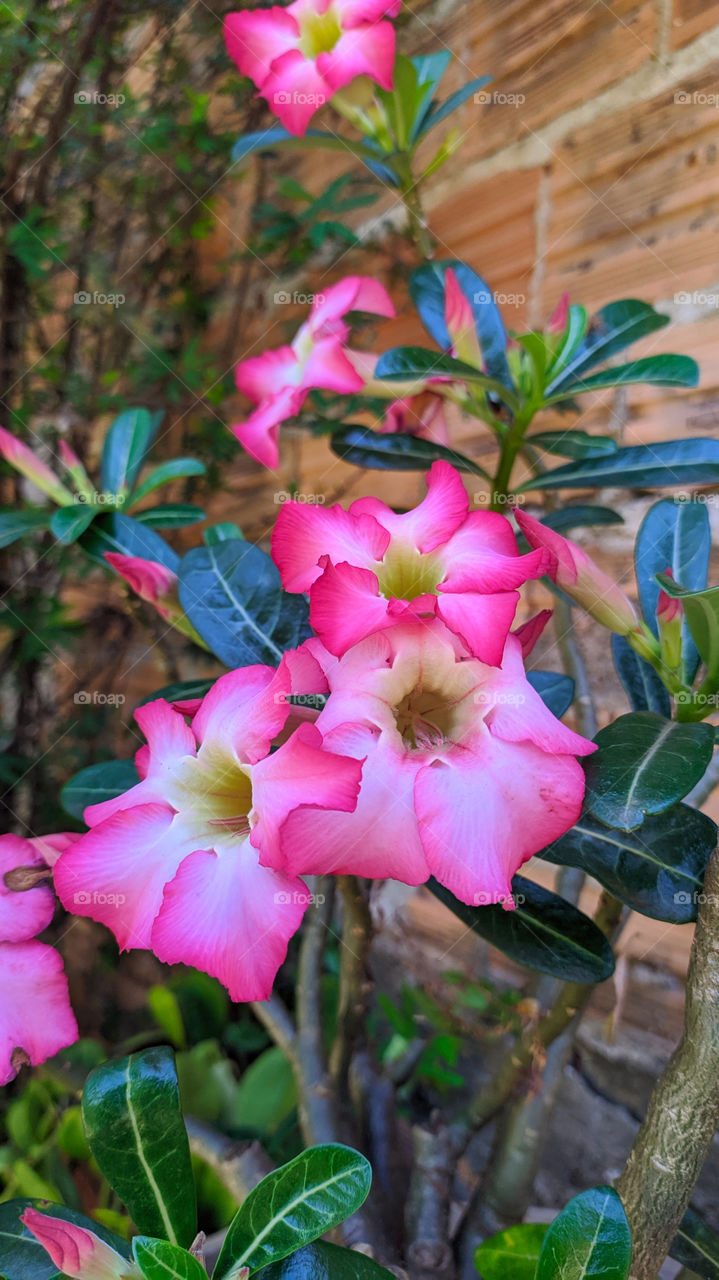 Rosa do deserto
