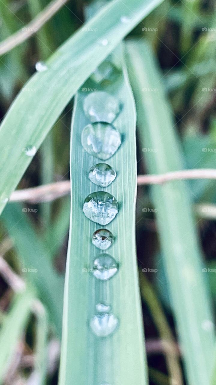 Drops 