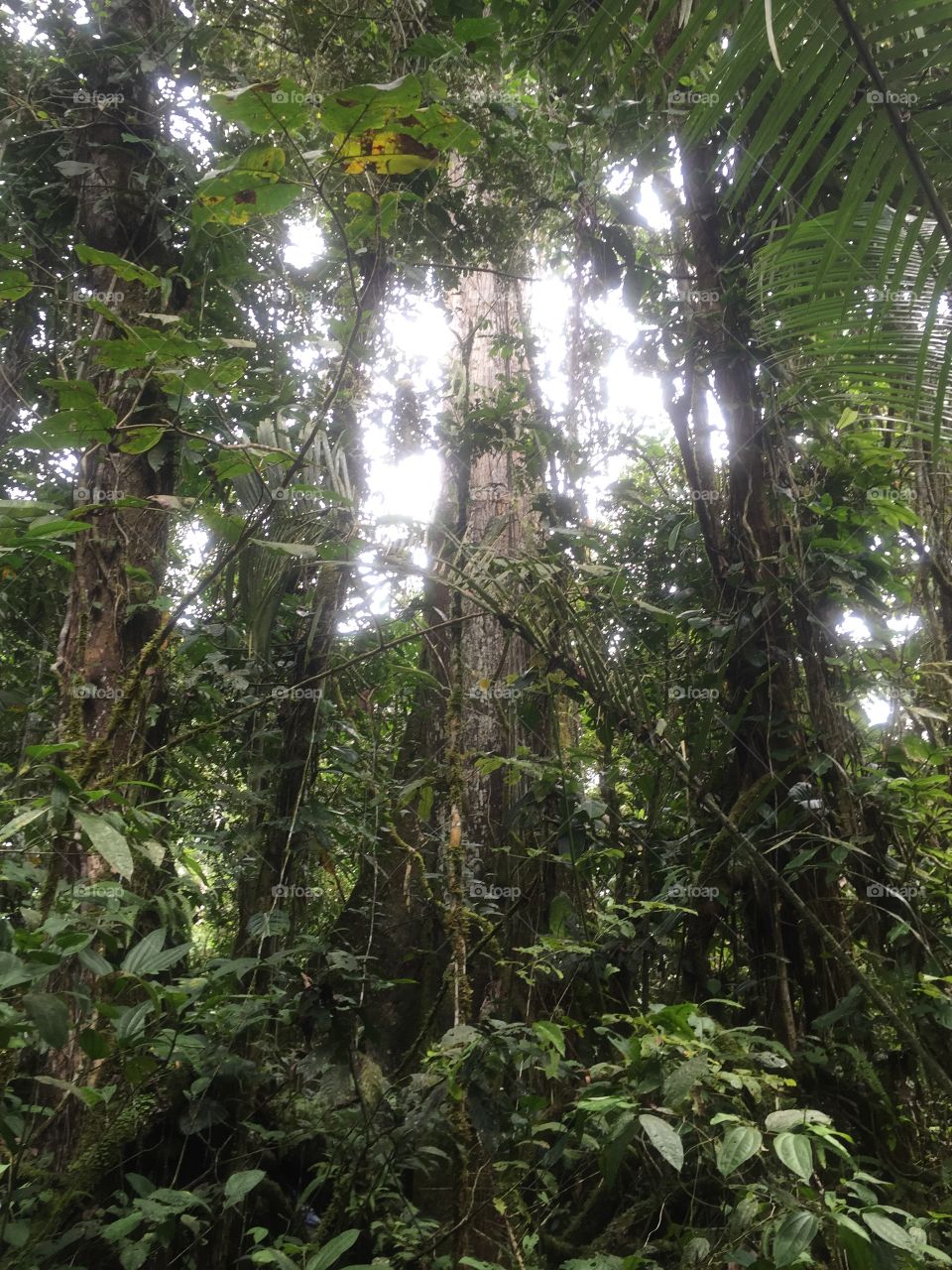 Amazon rainforest trees vines