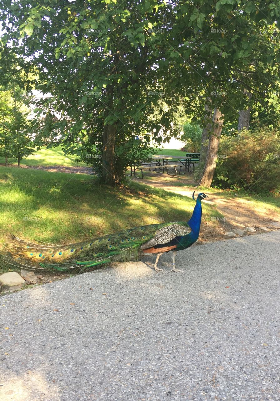 why did the peacock cross the road?