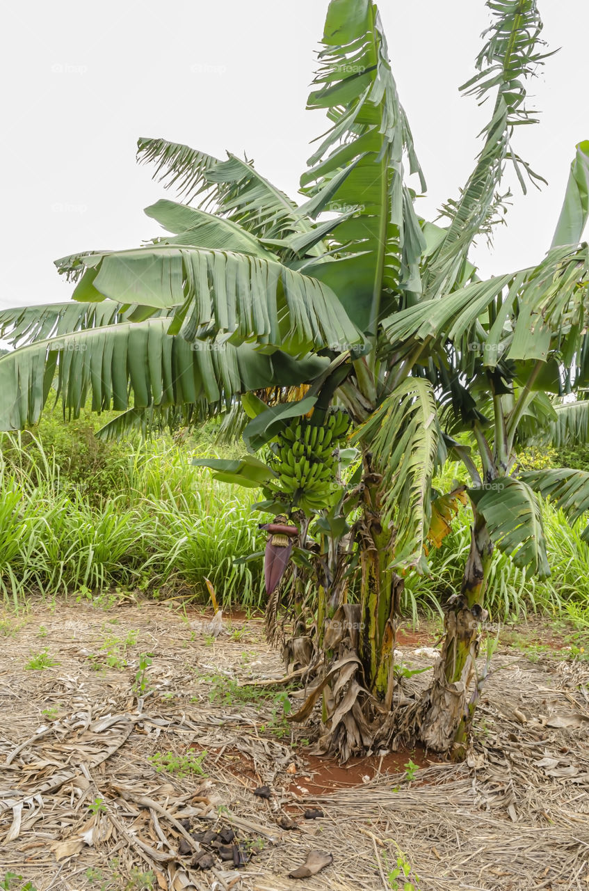 Bunch Of Bananas On Tree