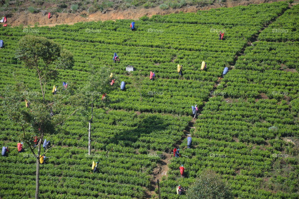 Tea fields Nuwara Elia