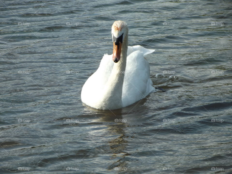 Swimming Swan