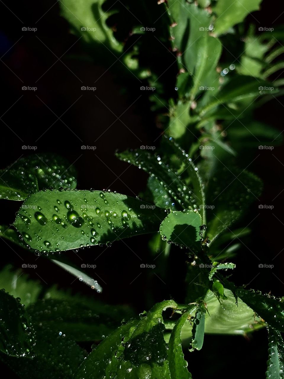 green leaves in drops of water illuminated by the sun