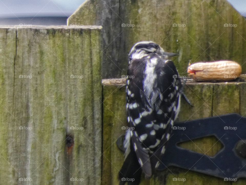 woodpecker grabbing a snack