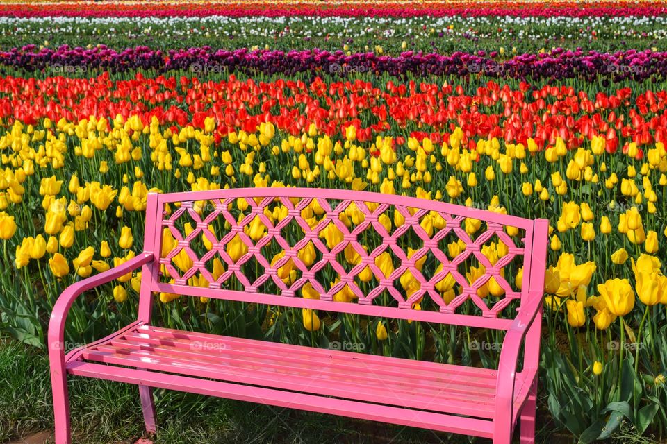 Empty pink bench in tulip flowers garden