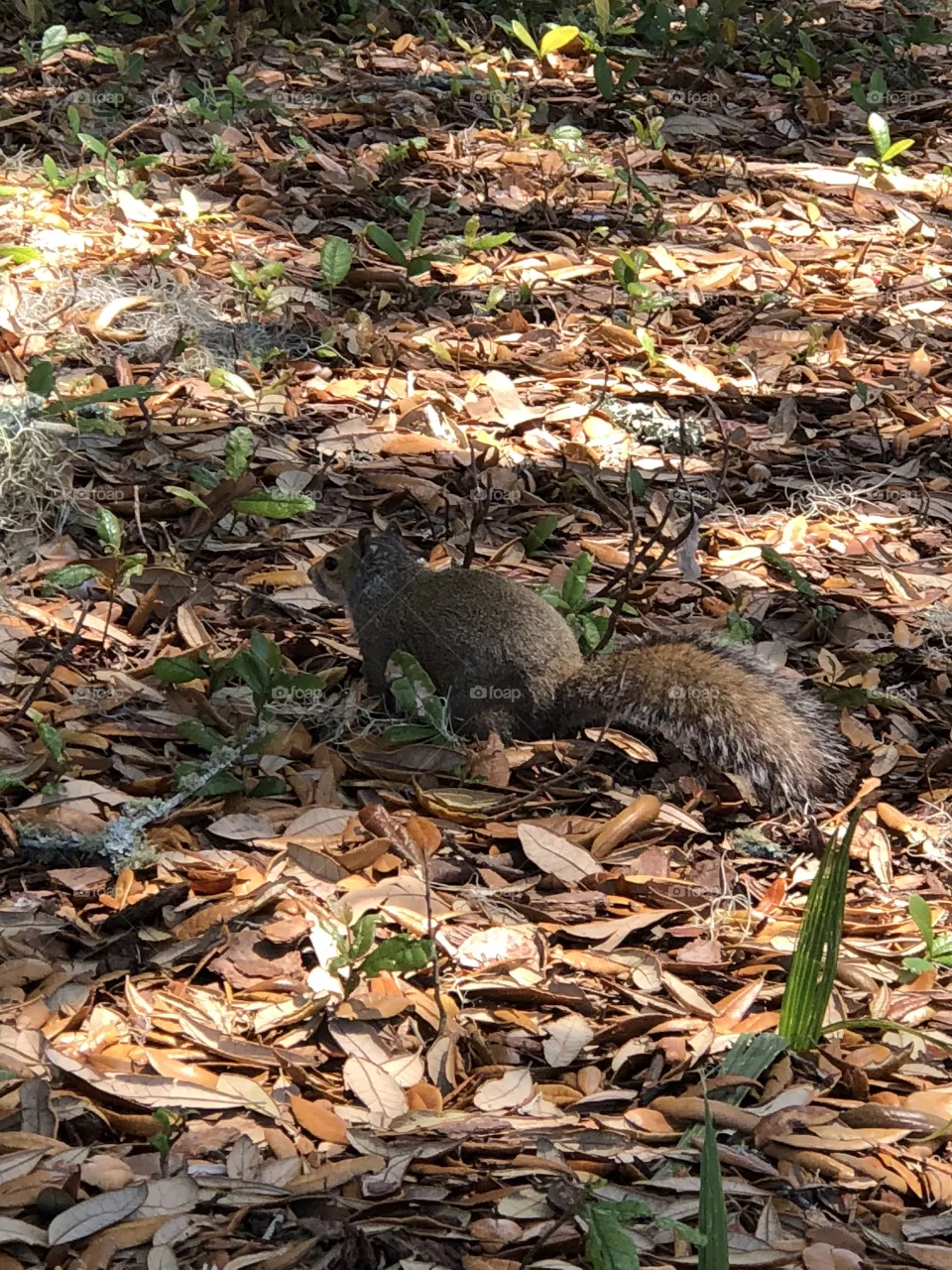 Squirrel 