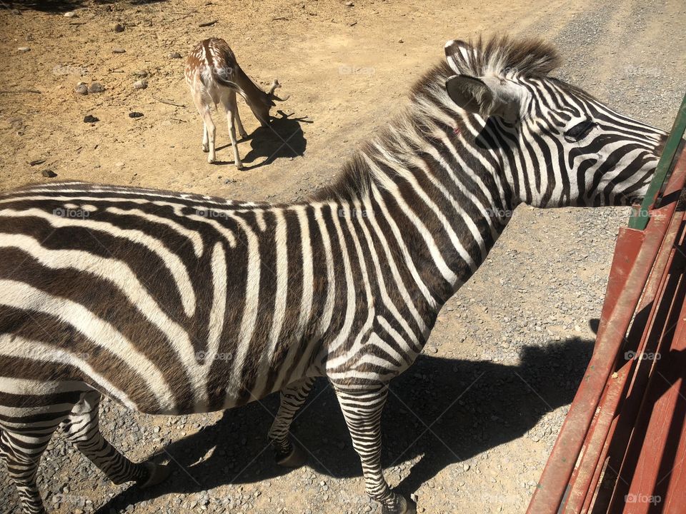 Zebra at Briarwood Safari Park. 