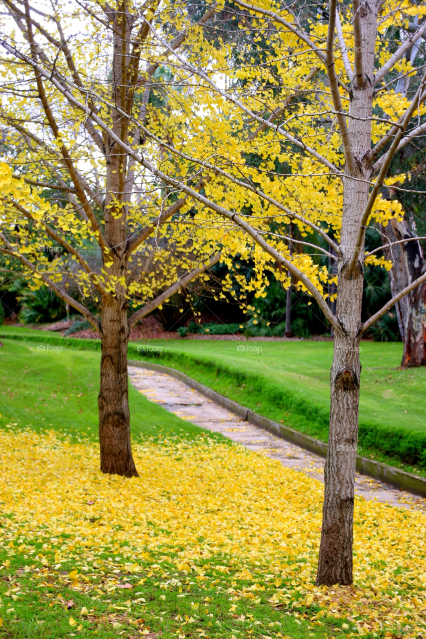 Autumn trees on landscape