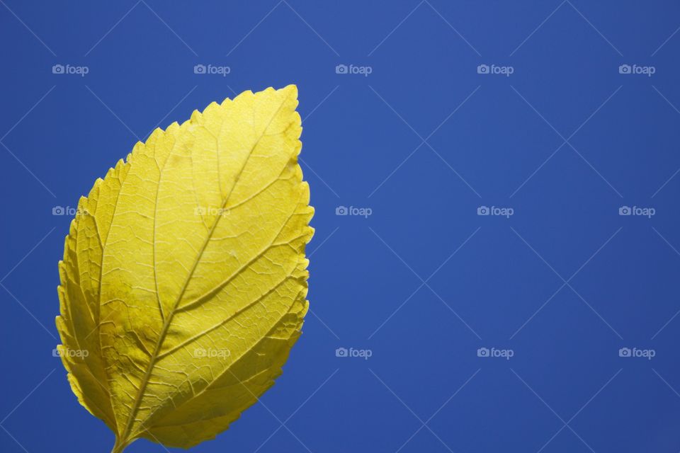 Yellow leaf against a bright blue sky