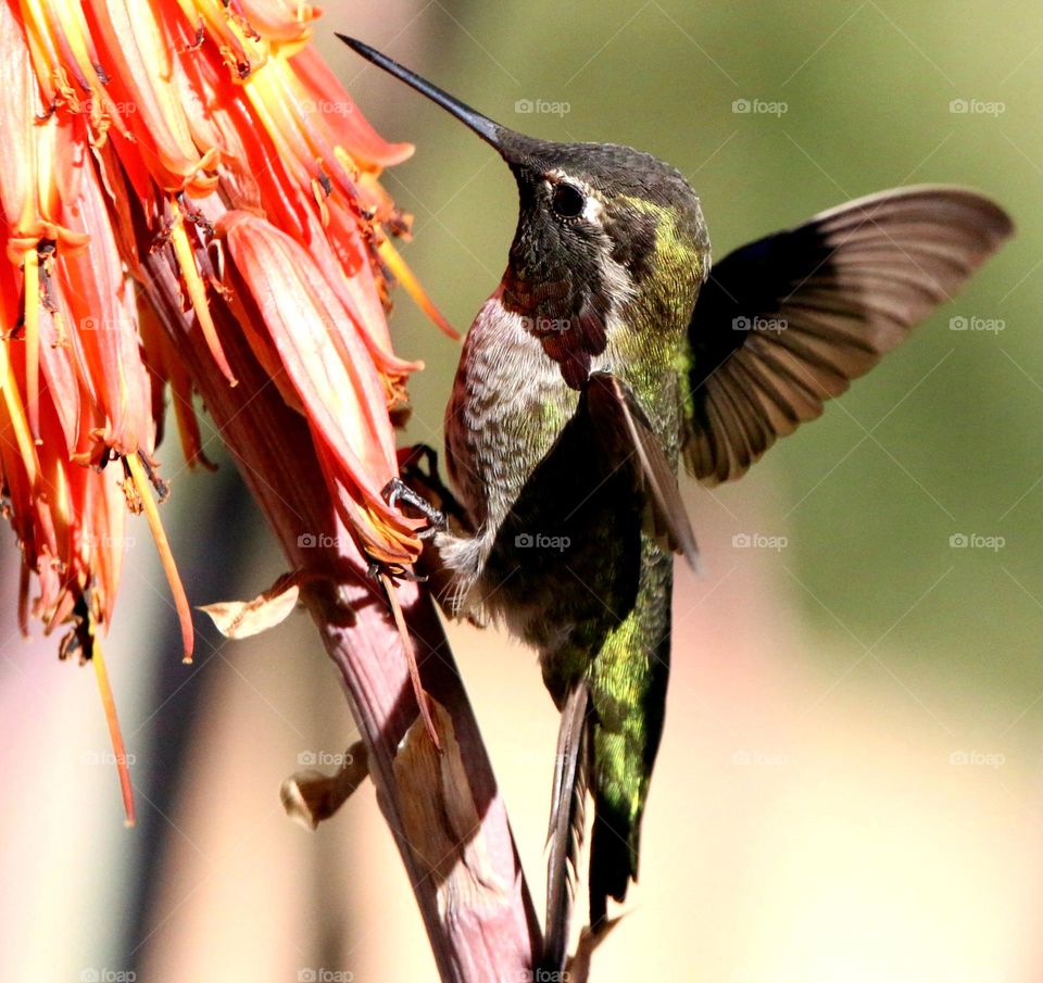 Hummingbird Feeding on Desert Bloom