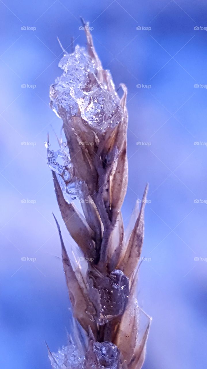 Grass covered with ice.