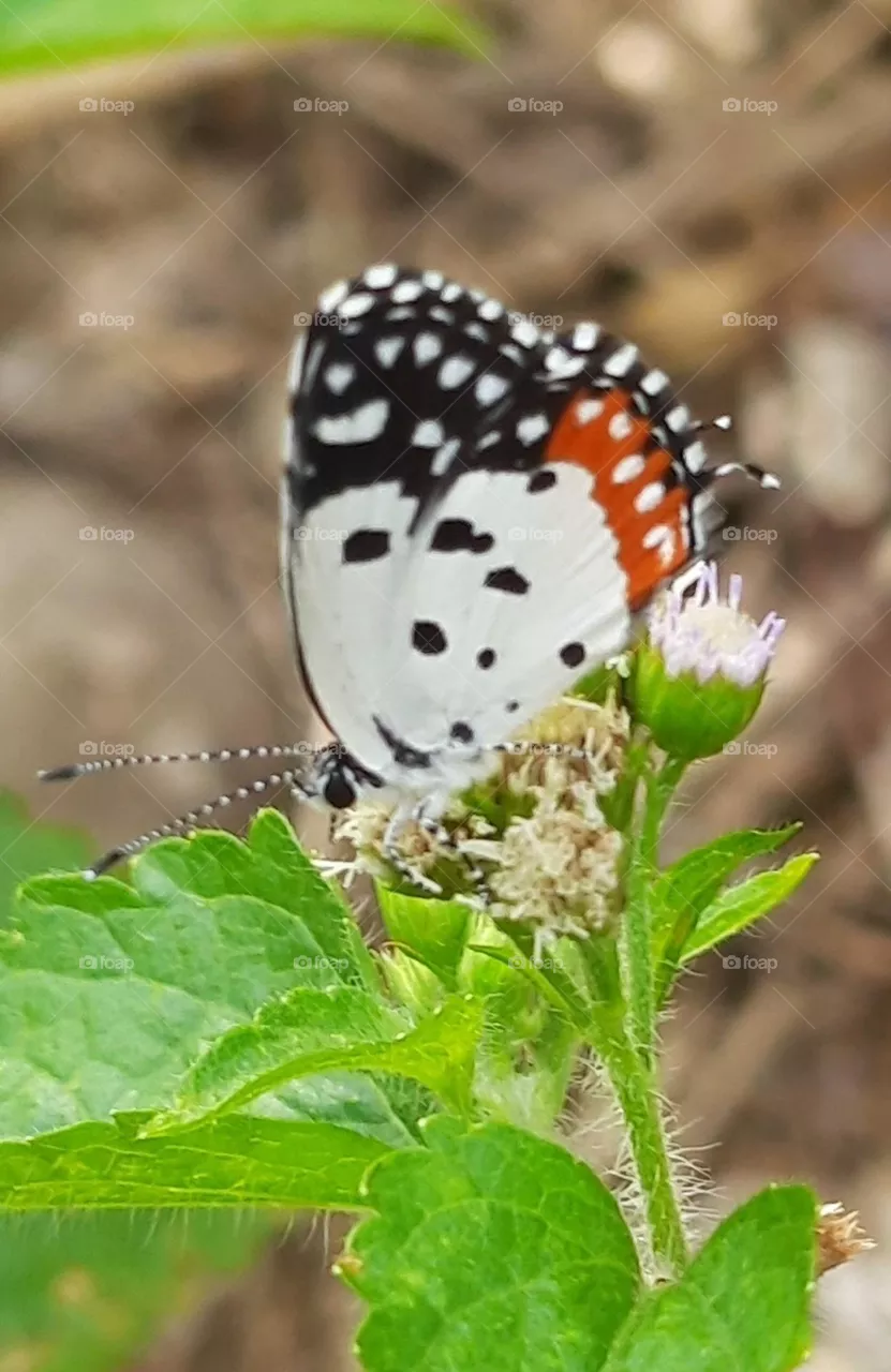 butterfly