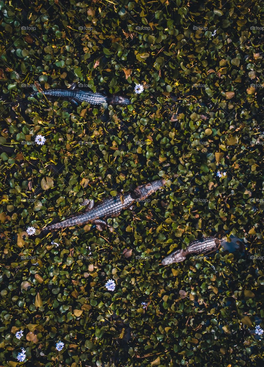 Crocodiles in "Pantanal", Brazil