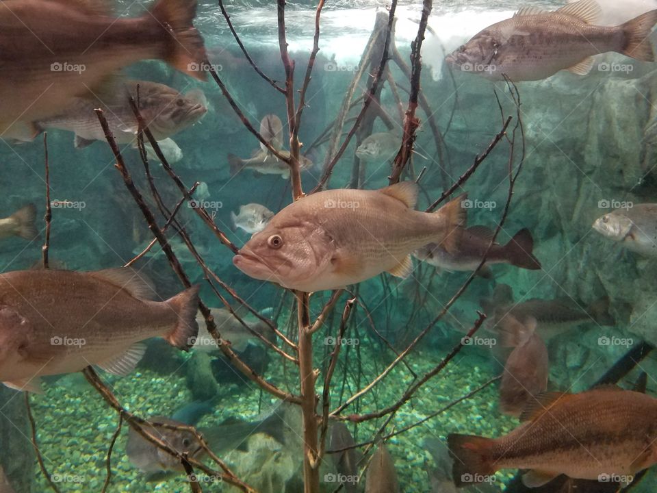 Large fish in a large tank.