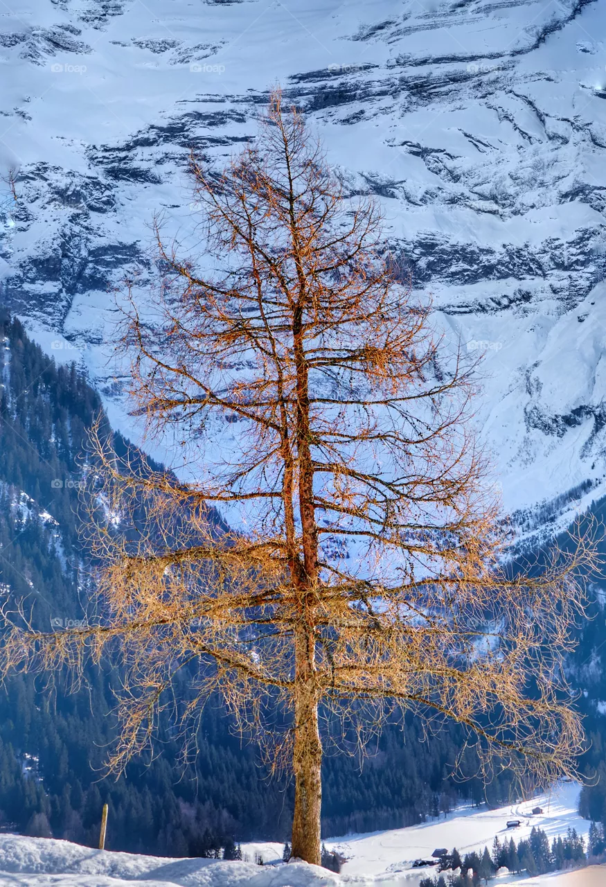 tree