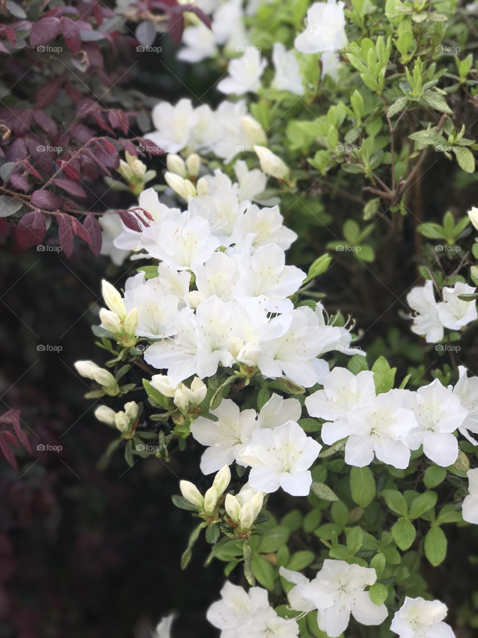 Blossoms in the spring 