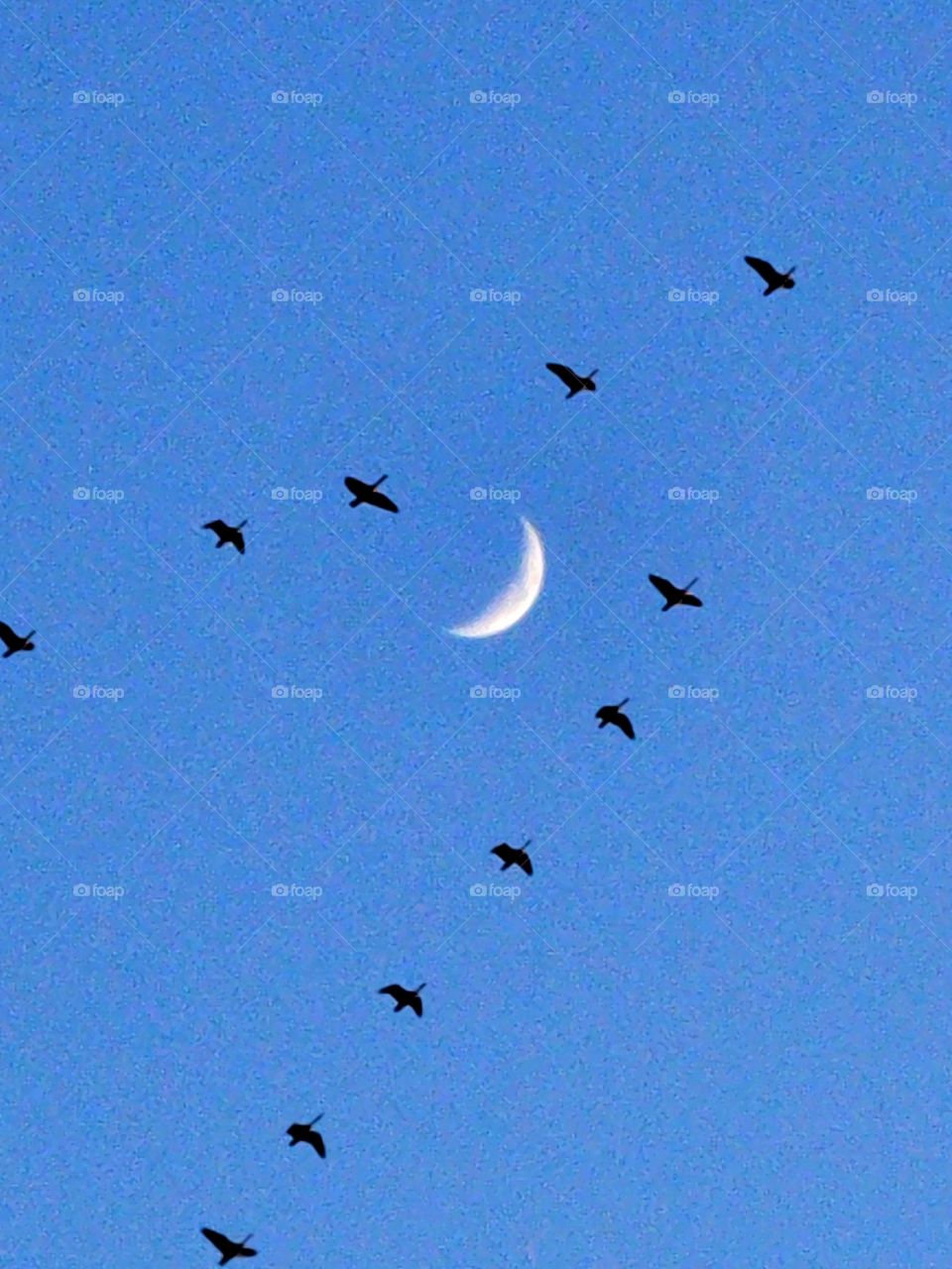 Geese flying -Night Photography