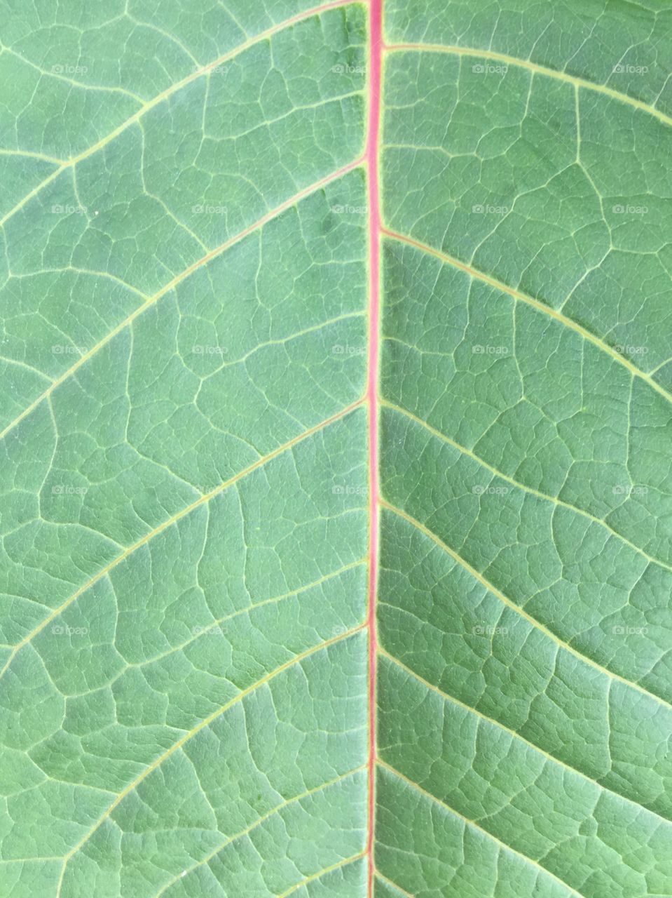 Green leaf texture 