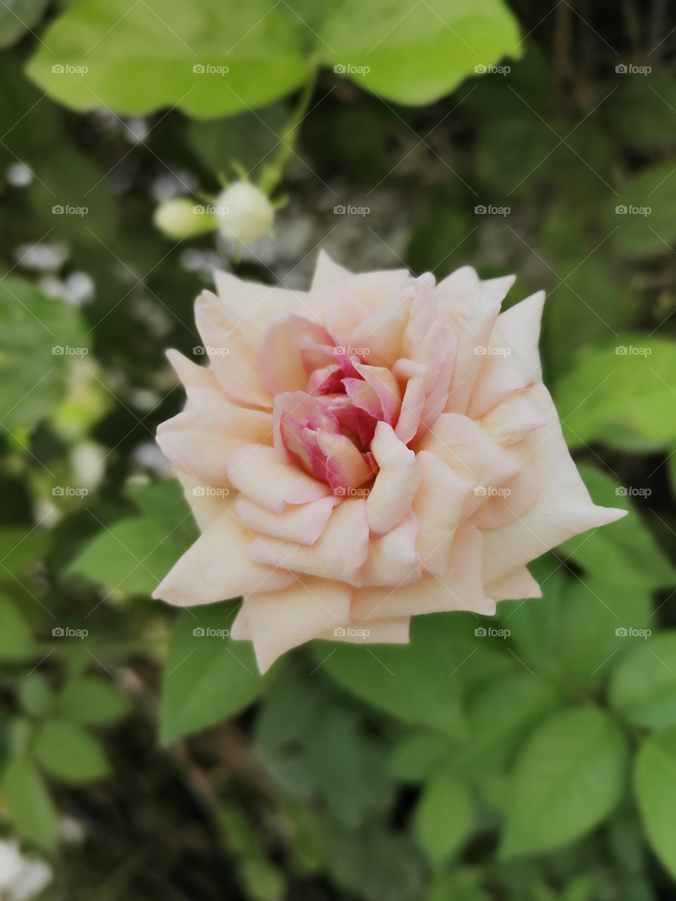 colourful rose flower.