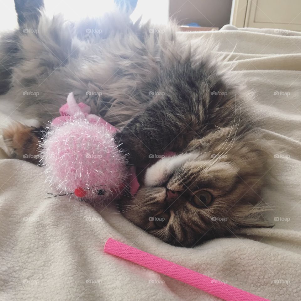 Norma playing with her new toys! 