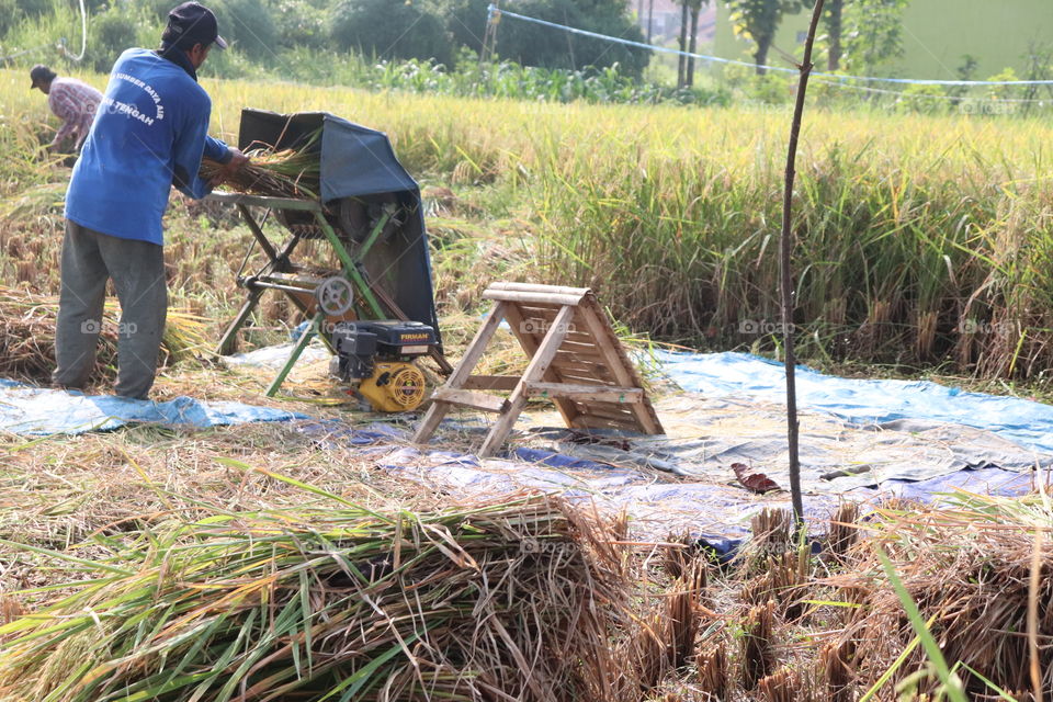 rice harvest in the fields