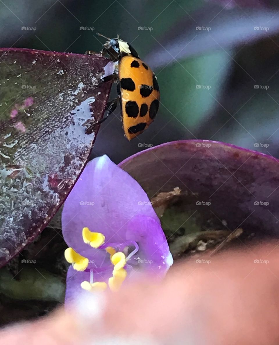 Strong Ladybug Climbing Up purple ivy leaf