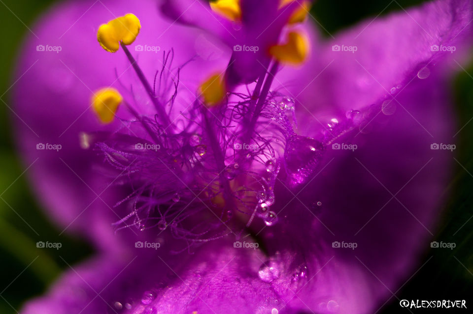 Purple flower in macro
