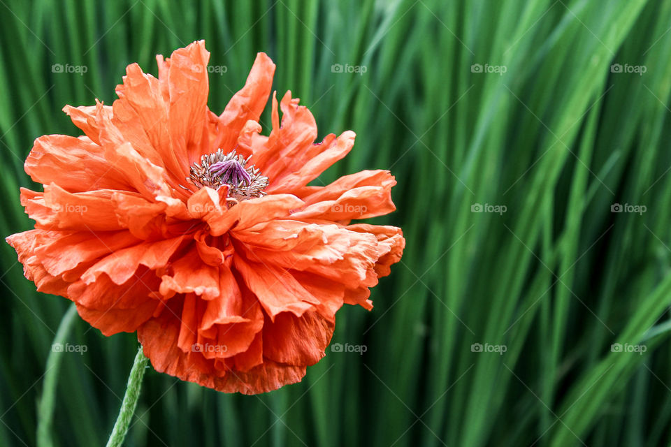 Close-up of orange flower