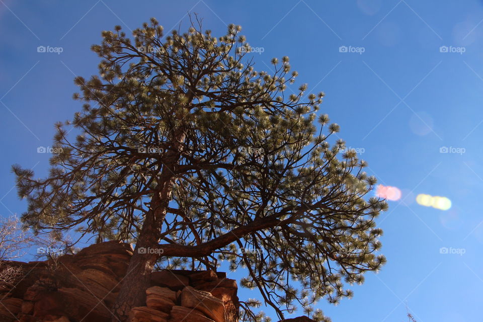 Tree at angels landing 