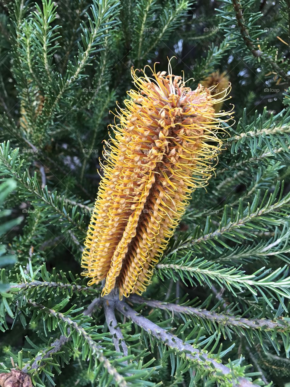 The beautiful Native Banksia flower. 