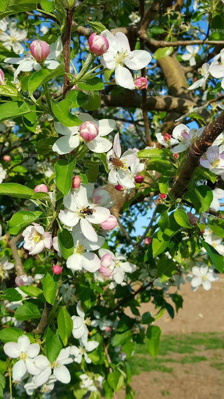 Bee in a apple tree