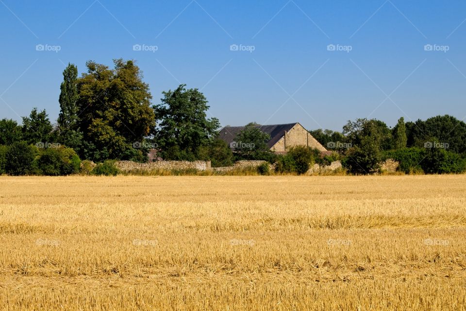 wheat field in the countryside