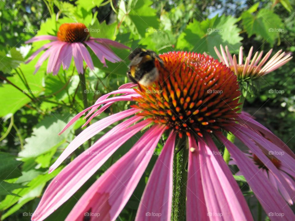 echinacea officinalis with a bumblebee in the garden