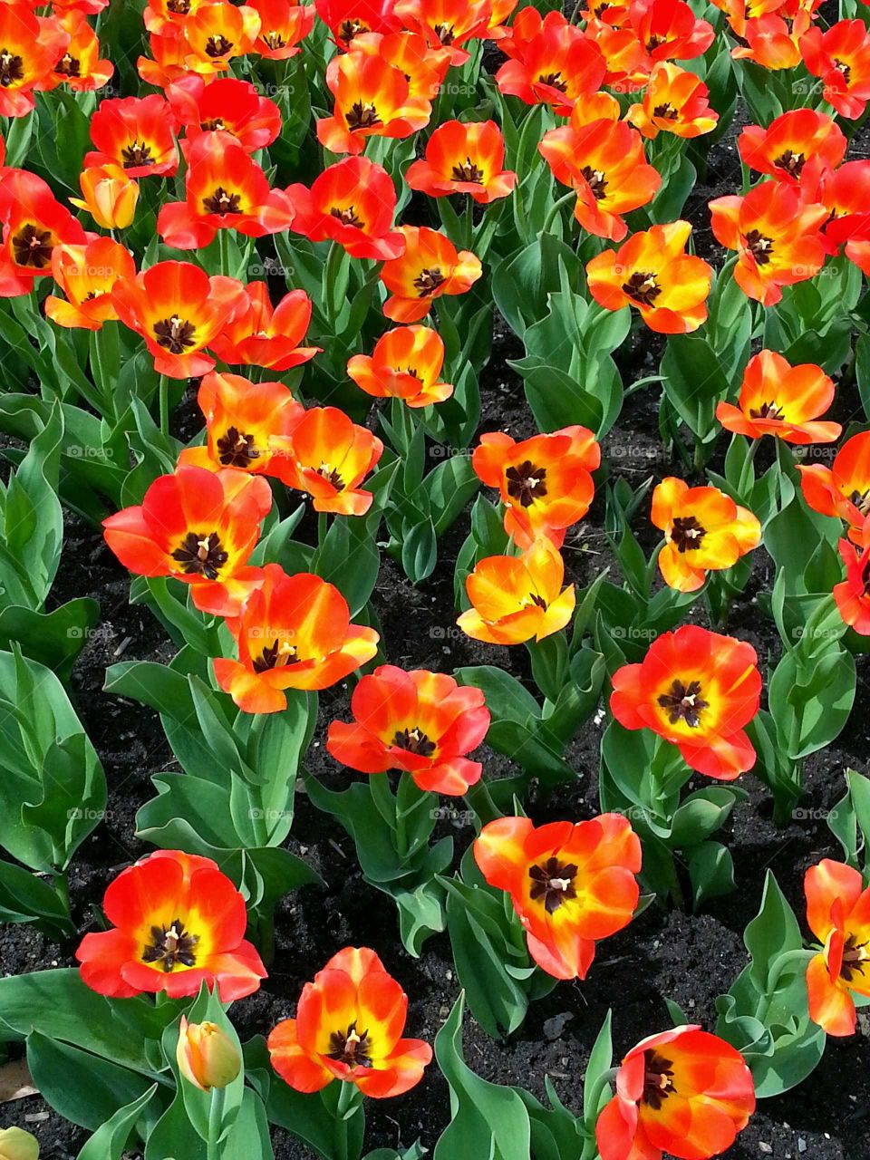 Several red and yellow tulips