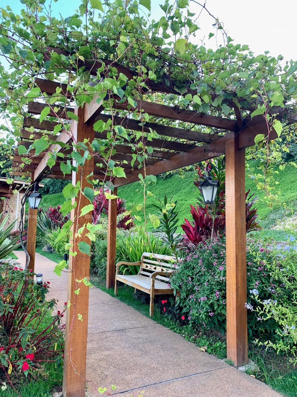 wooden fence with plants