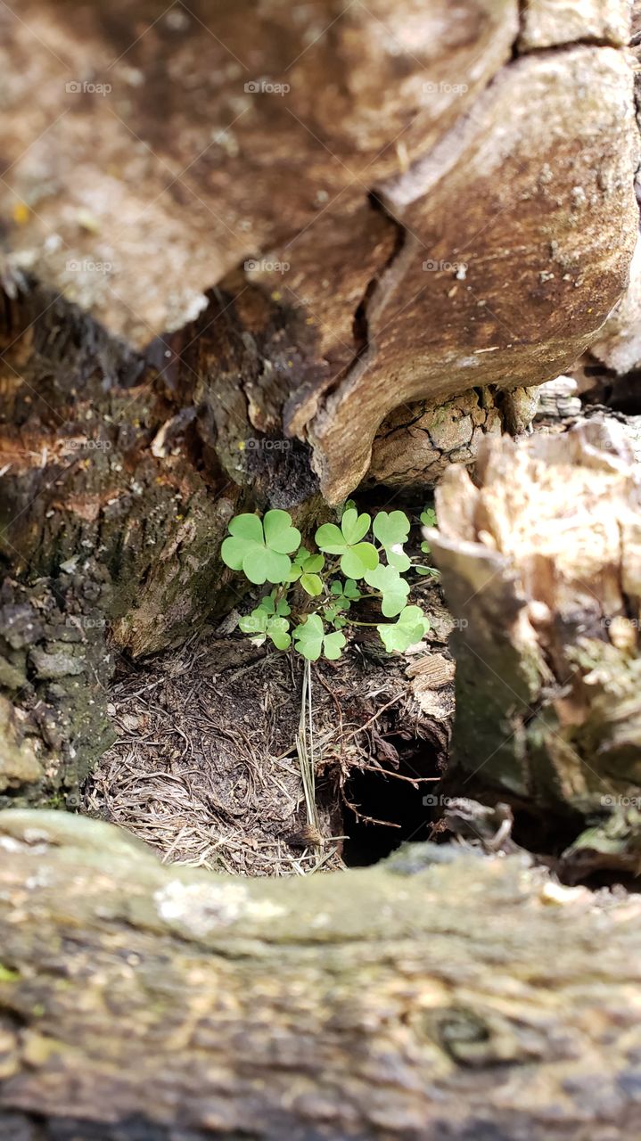 little clovers growing in a peice if wood