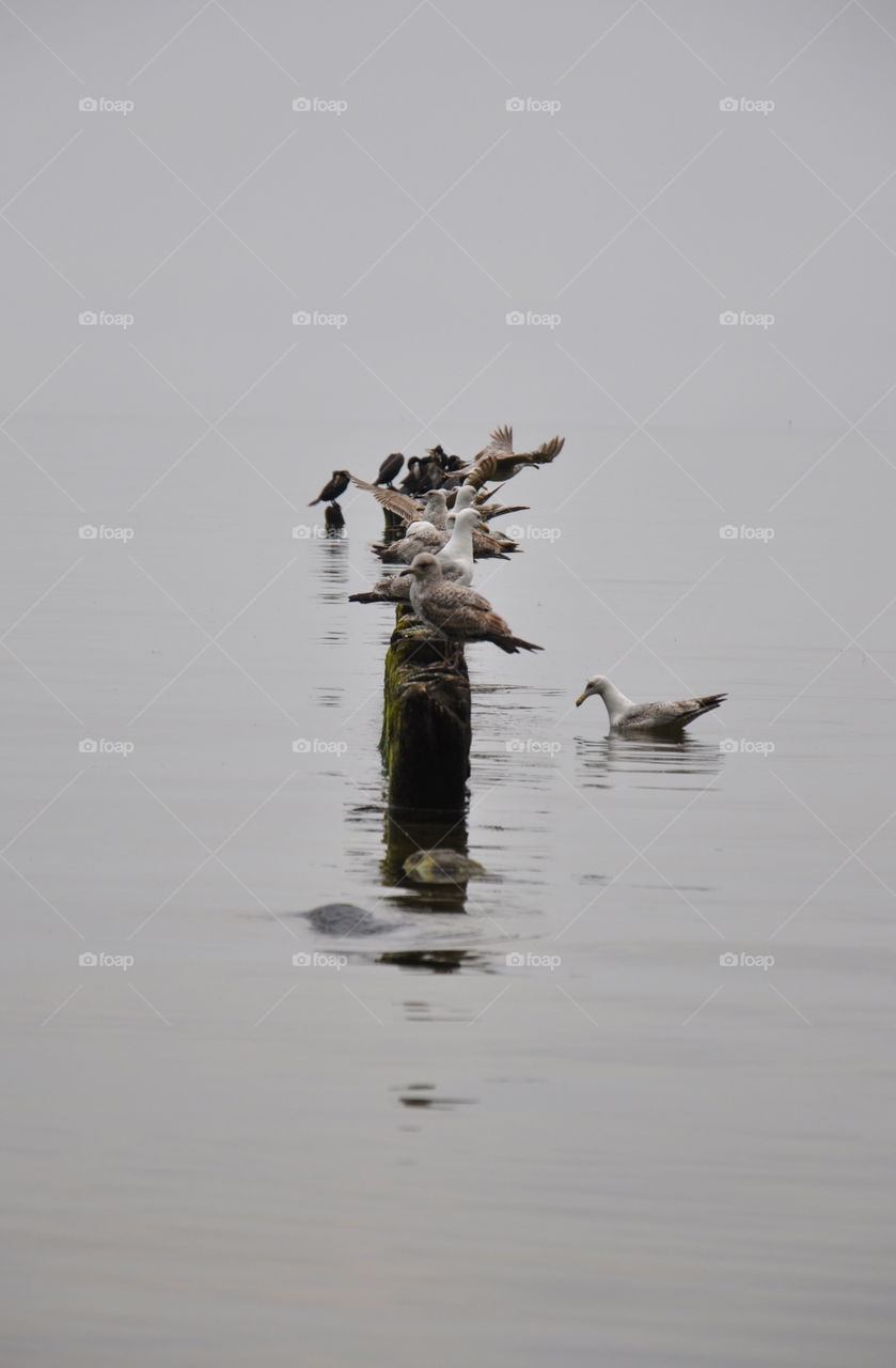 seabirds on the wooden pier