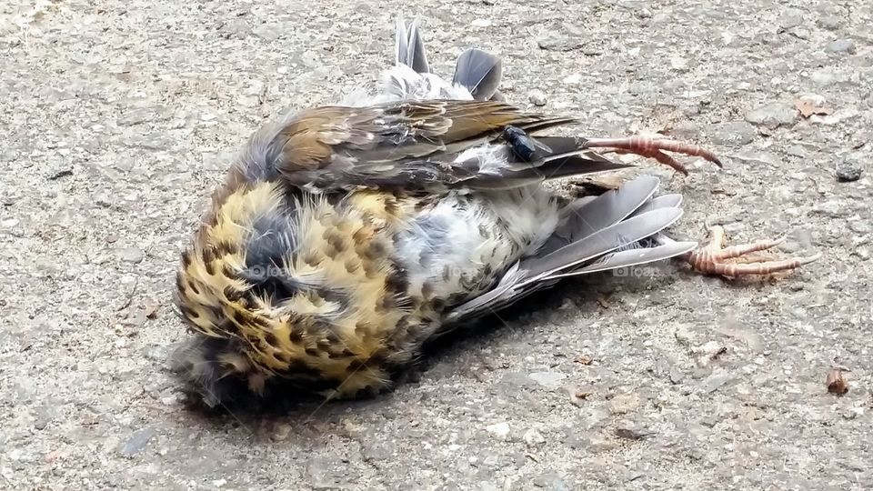 Dead bird..