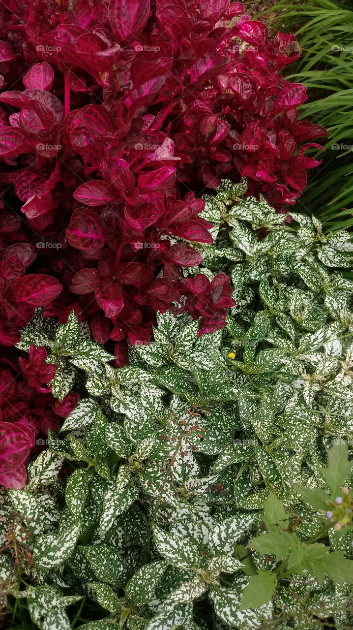 NATURE BOTANICAL PLANTS FLOWER GARDEN ENVIRONMENT