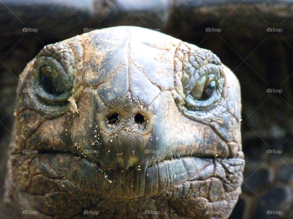 Turtle on the Seychellen 