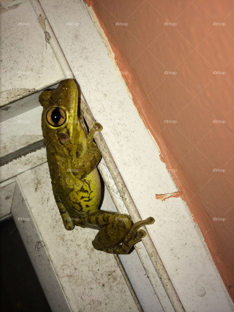 Another Frog